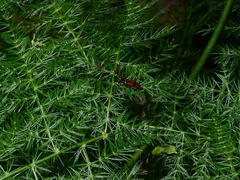 Brentidae