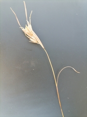 Themeda triandra