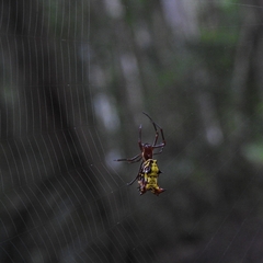 Micrathena fissispina