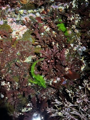 Oligocottus snyderi