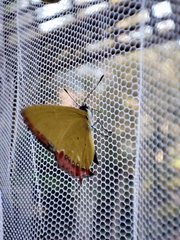 Heliophorus epicles