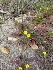 Camissoniopsis micrantha