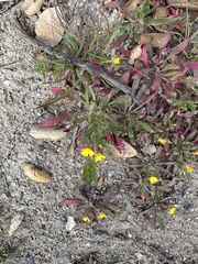 Camissoniopsis micrantha