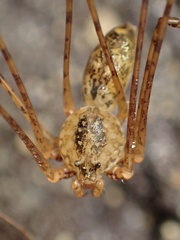 Scytodes longipes