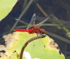 Aethriamanta circumsignata