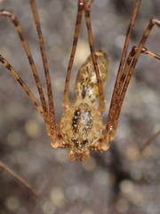 Scytodes longipes