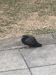 Columba livia domestica