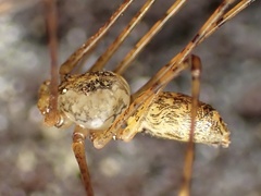 Scytodes longipes