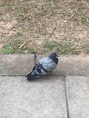 Columba livia domestica