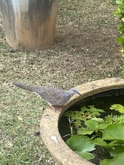 Streptopelia chinensis