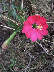 Passiflora mixta