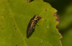 Agrilus