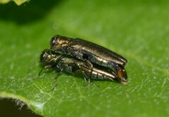 Agrilus
