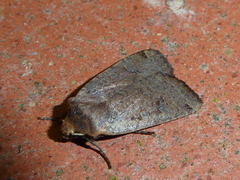 Conistra erythrocephala