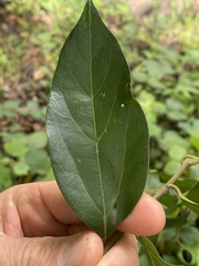 Cryptocarya triplinervis riparia