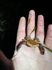 Lophopanopeus bellus