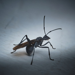 Polyrhachis armata