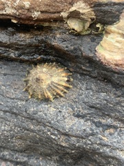 Siphonaria denticulata