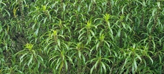 Melicytus lanceolatus