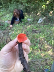 Sarcoscypha coccinea