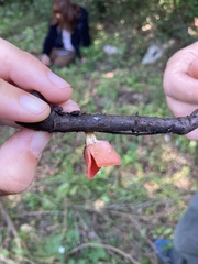 Sarcoscypha coccinea