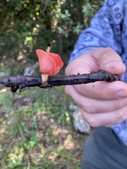 Sarcoscypha coccinea