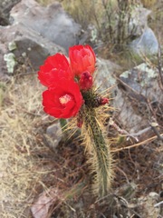 Corryocactus erectus