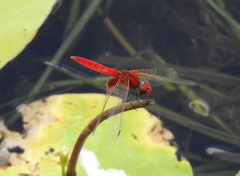 Aethriamanta circumsignata