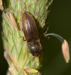 Agriotes brevis