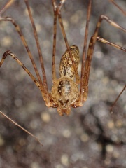 Scytodes longipes
