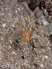 Scytodes longipes