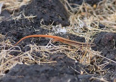 Ophisops leschenaultii