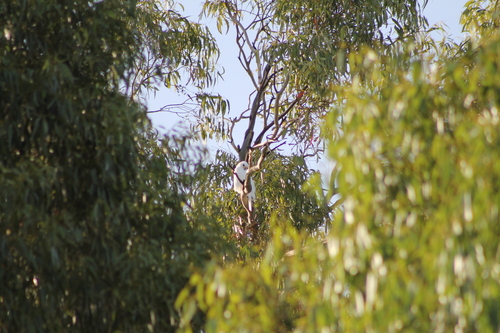 Grey Goshawk (Tachyspiza novaehollandiae), photo 6