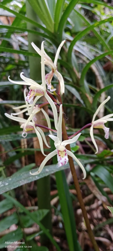 Cymbidium aliciae