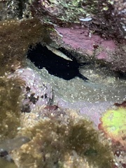 Scutus antipodes