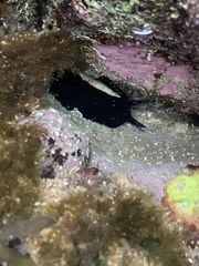 Scutus antipodes