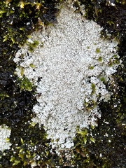 Lepraria finkii