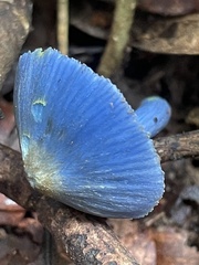 Entoloma virescens