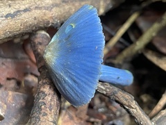 Entoloma virescens