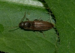 Agriotes lineatus