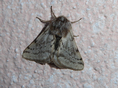 Lycia florentina