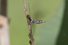 Suhpalacsa lyriformis