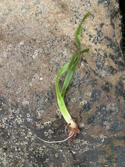 Posidonia australis