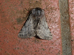 Lycia florentina