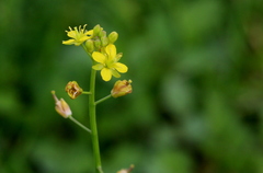 Rorippa nudiuscula
