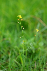 Rorippa nudiuscula