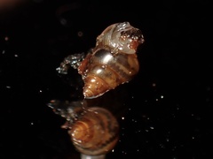 Achatinellidae