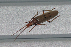 Parisopalpus nigronotatus