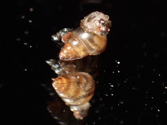 Achatinellidae