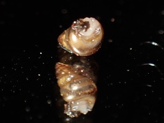Achatinellidae